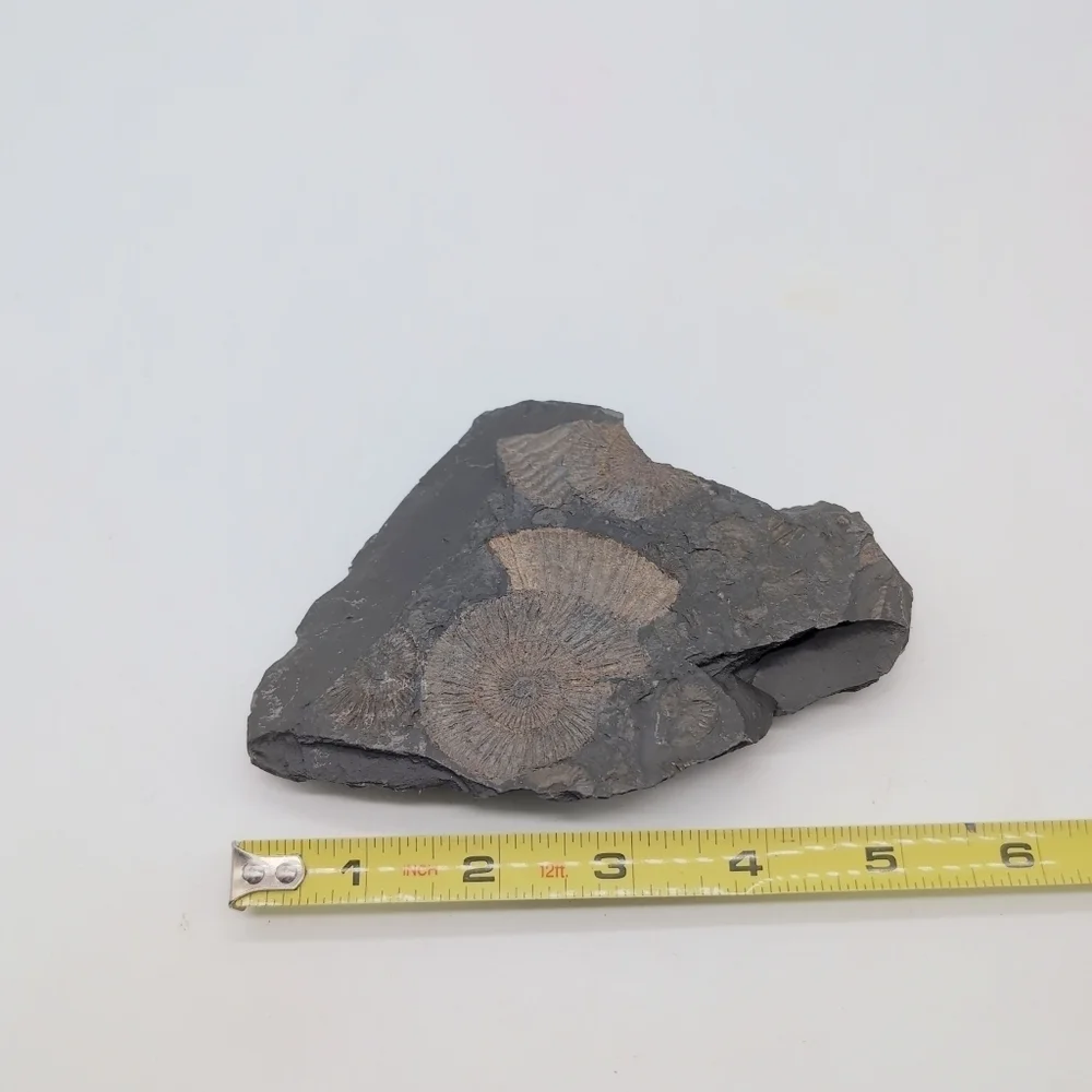 Real Multi Ammonite Fossils In Black Shale Stone Matrix